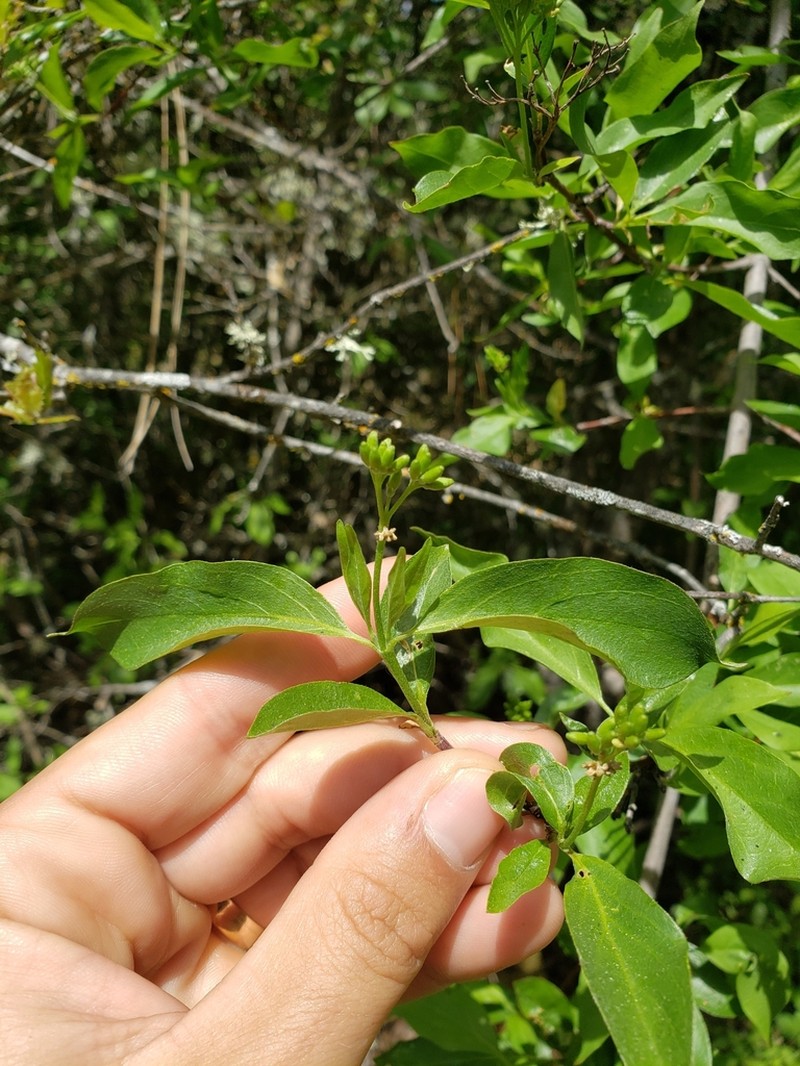 Brown Dogwood photo 6