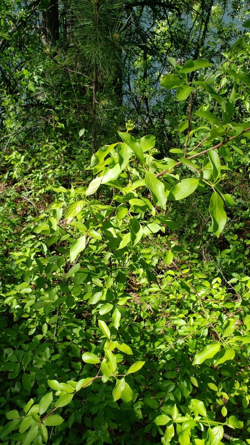 Brown Dogwood photo 7