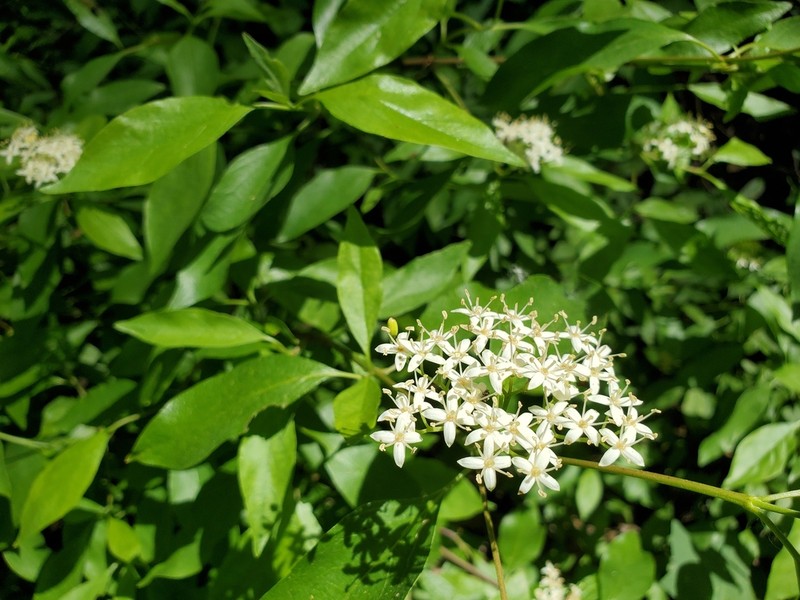 Brown Dogwood photo 8