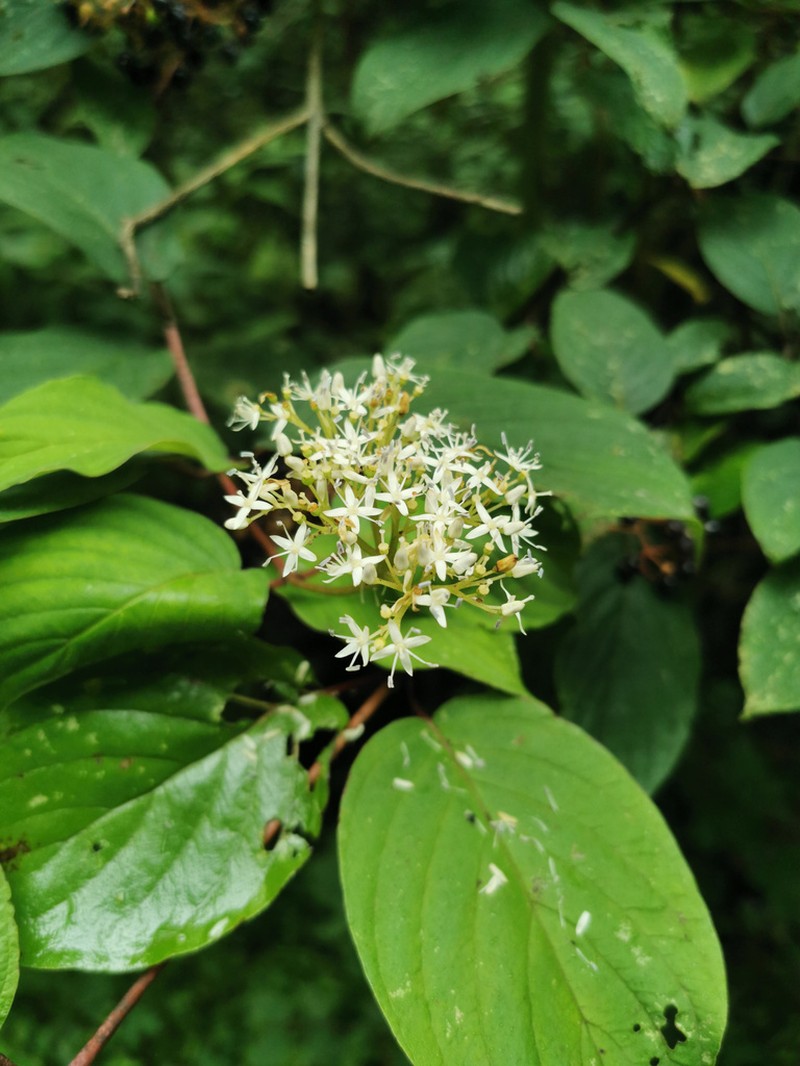 Cornus hemsleyi photo 2