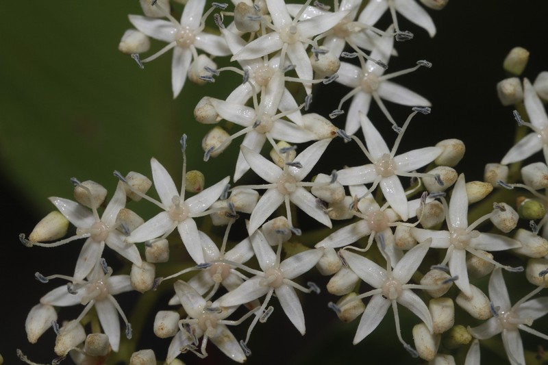 Cornus hemsleyi photo 4