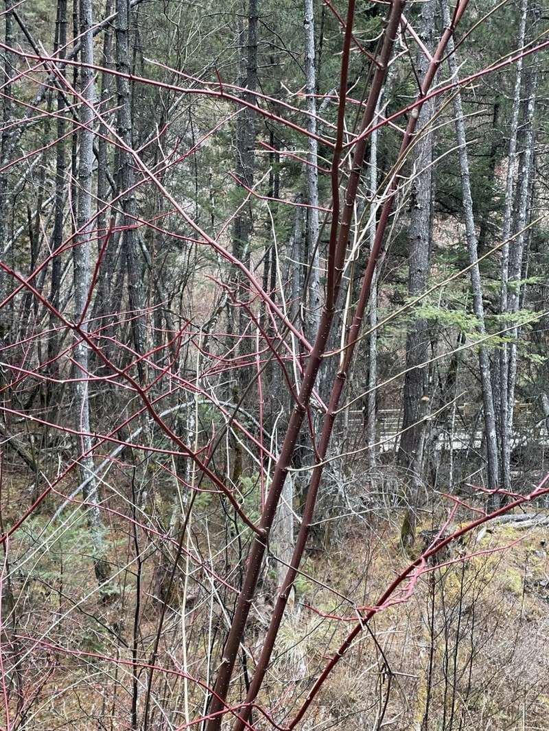 Cornus hemsleyi photo 5