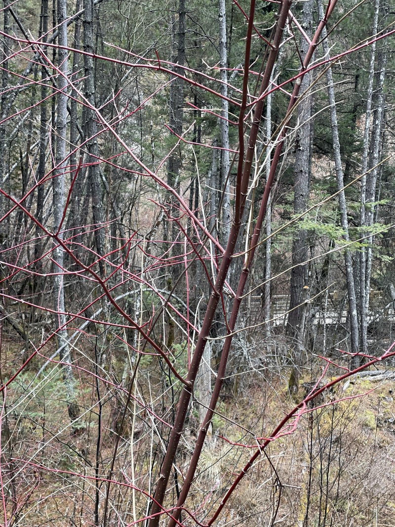 Cornus hemsleyi photo 6