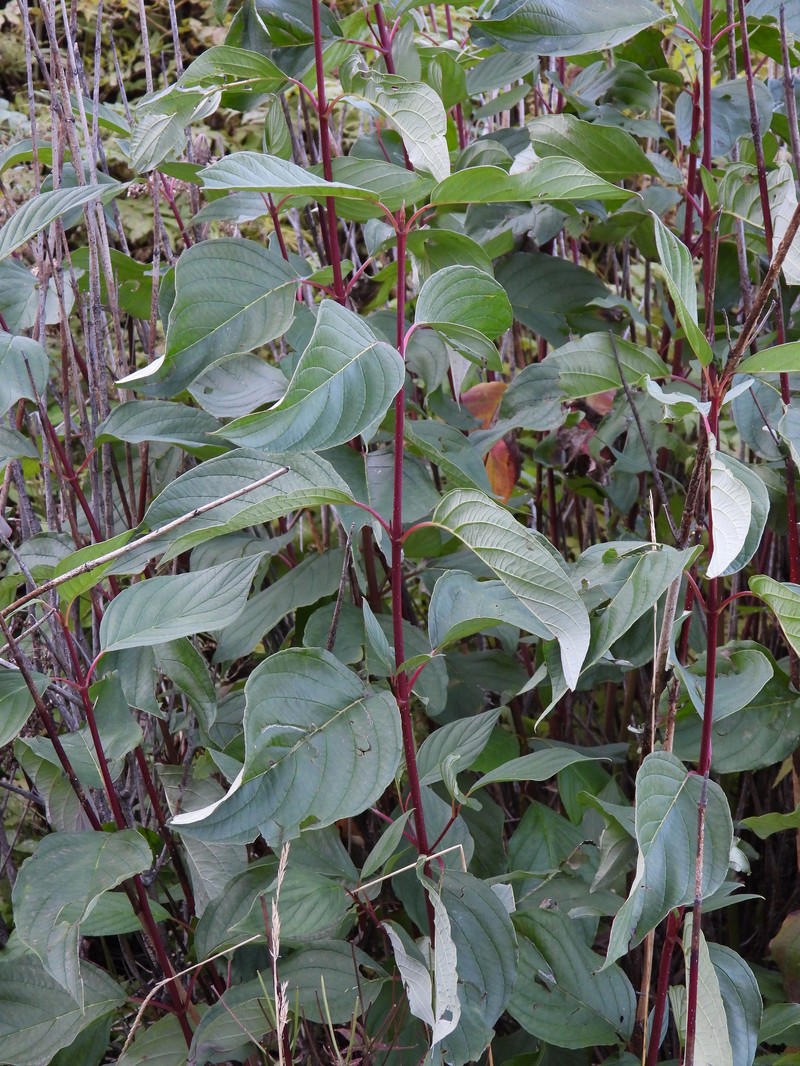 Cornus hemsleyi photo 7
