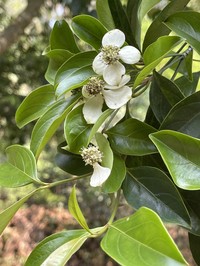 Cornus hongkongensis