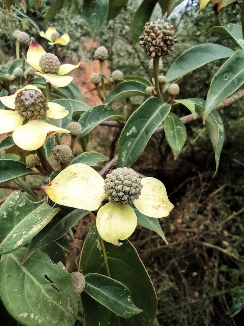 Cornus hongkongensis photo 2
