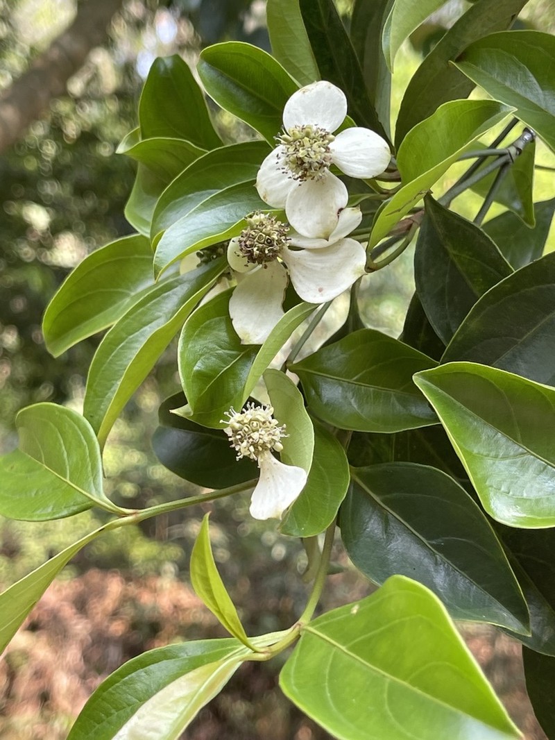 Cornus hongkongensis photo 3
