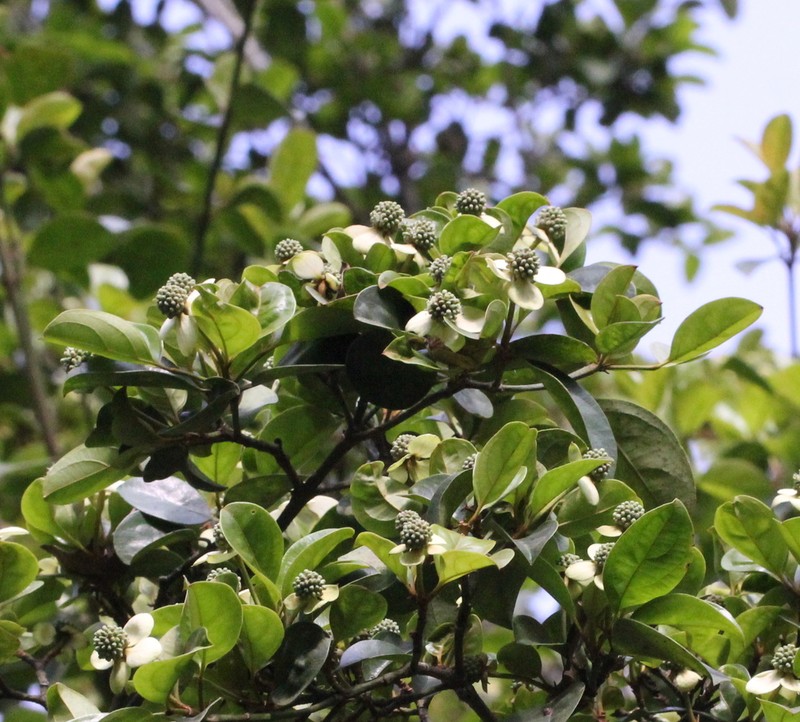 Cornus hongkongensis photo 5