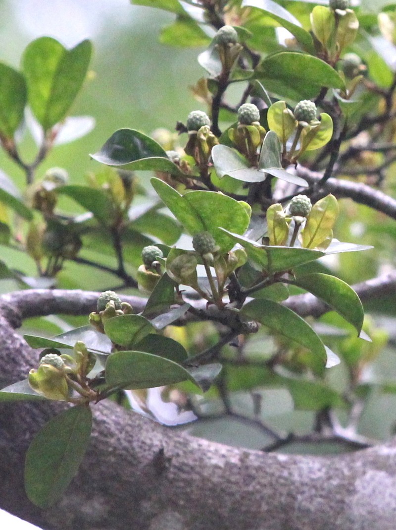 Cornus hongkongensis photo 6