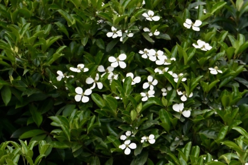 Cornus hongkongensis photo 7