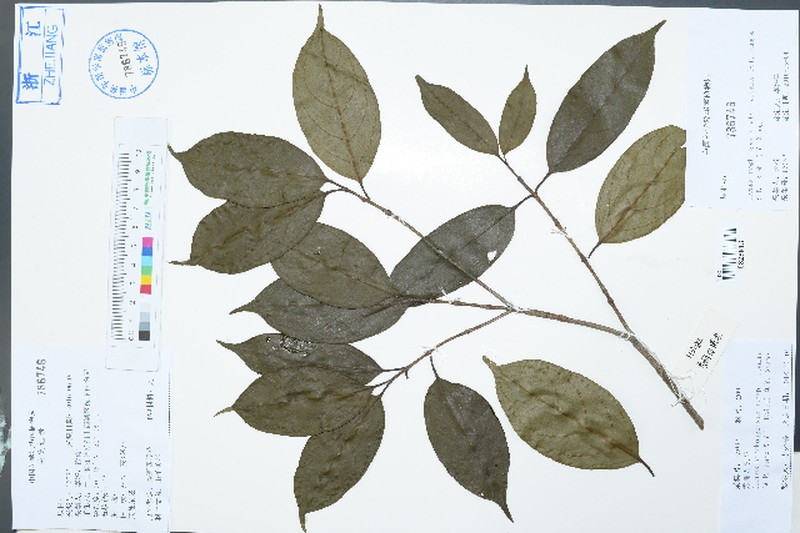 Cornus hongkongensis subsp. elegans