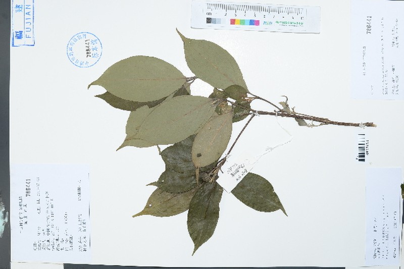 Cornus hongkongensis subsp. elegans photo 2