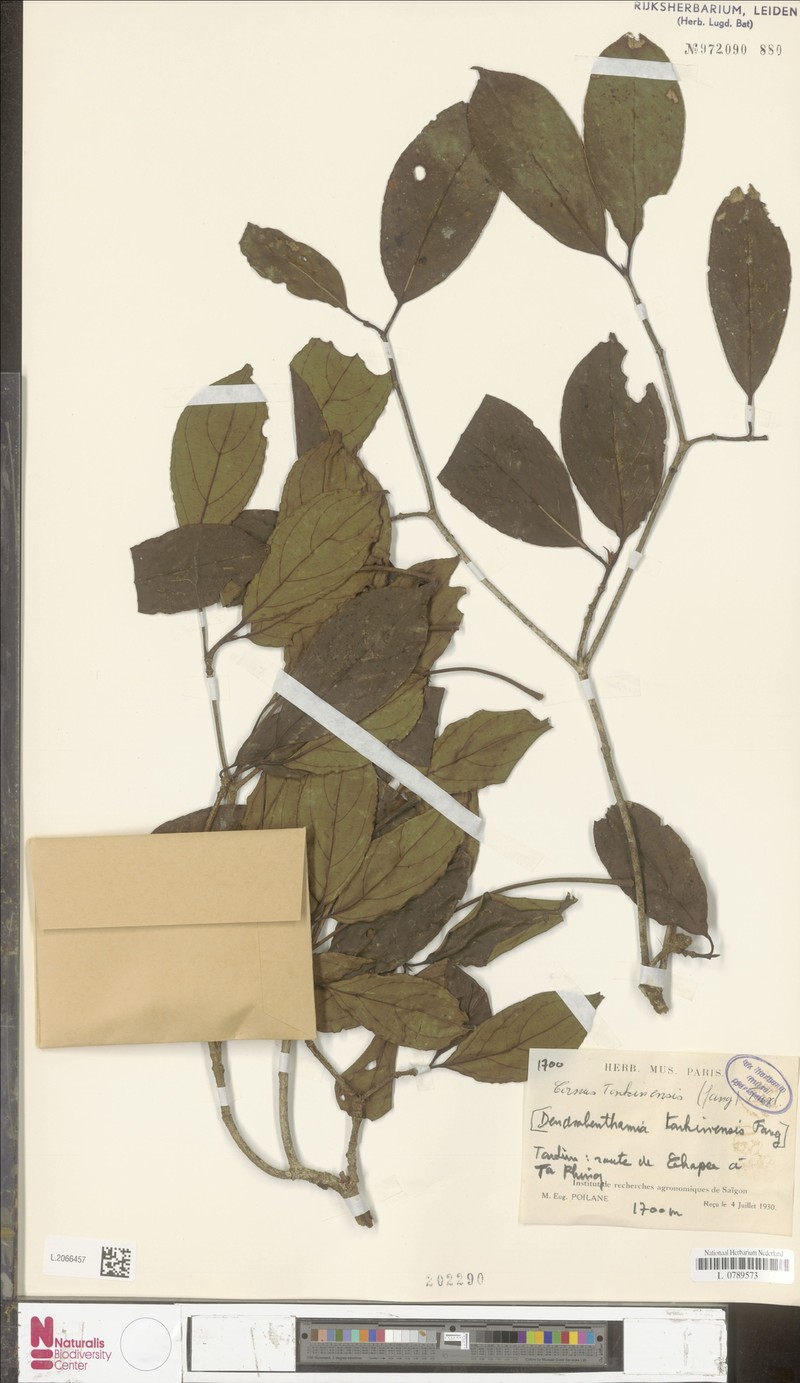 Cornus hongkongensis subsp. tonkinensis