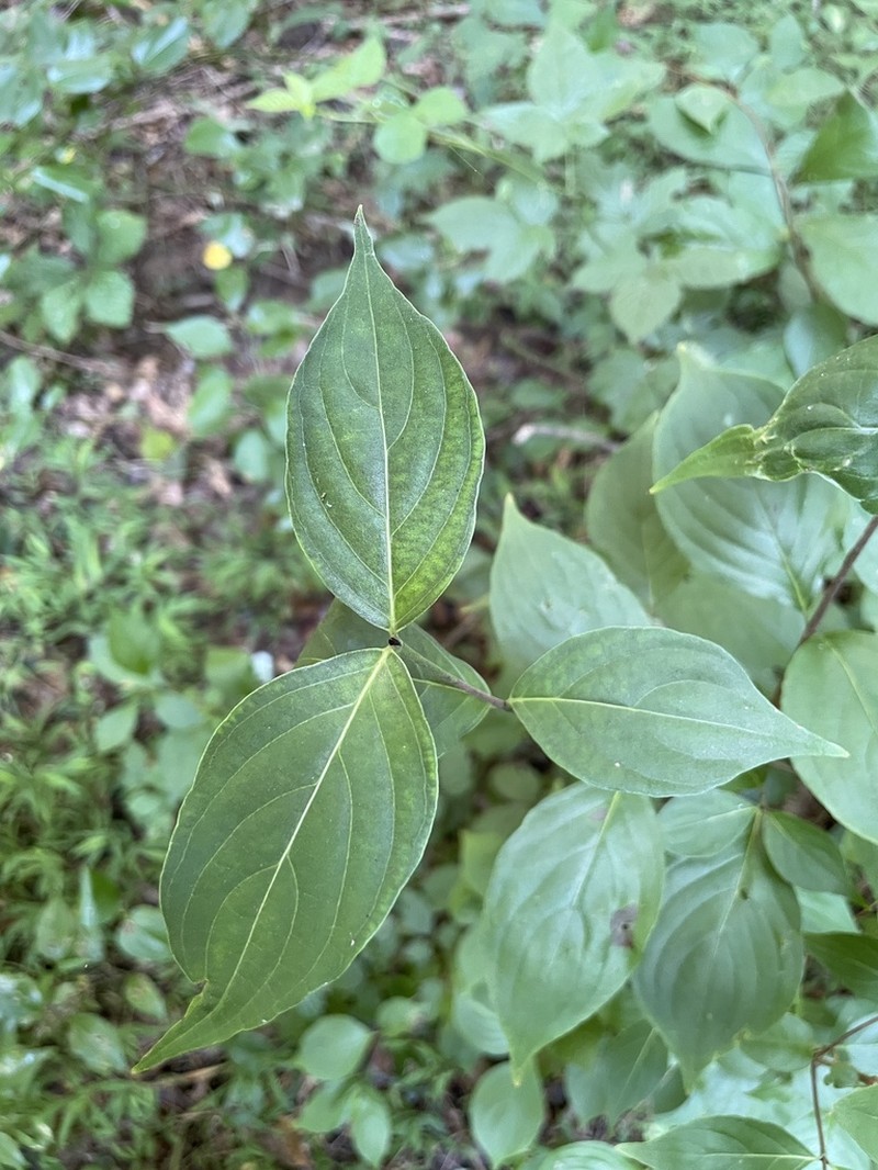 Kousa Dogwood photo 6