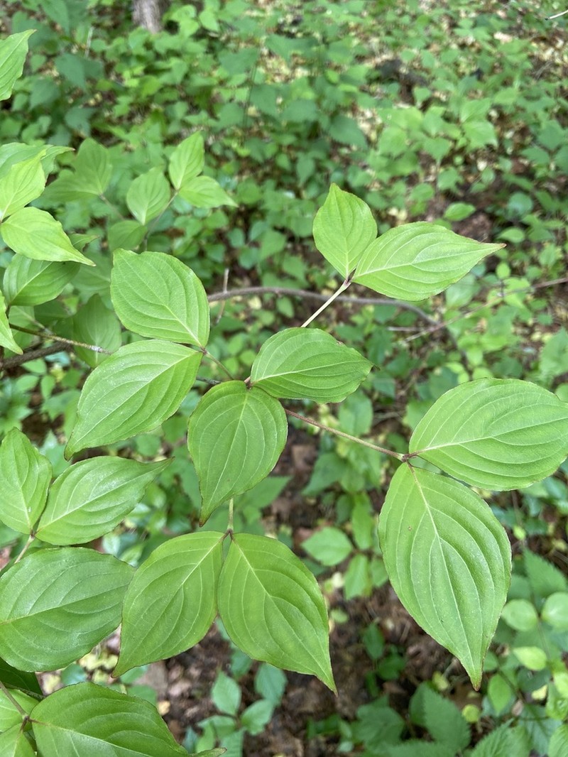 Kousa Dogwood photo 7