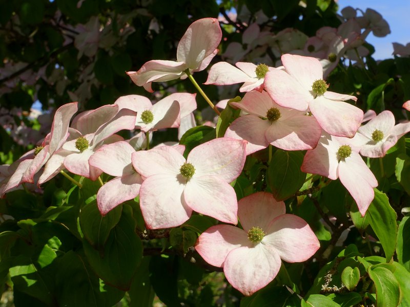 Kousa Dogwood photo 2