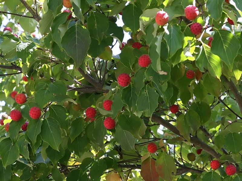 Kousa Dogwood photo 3