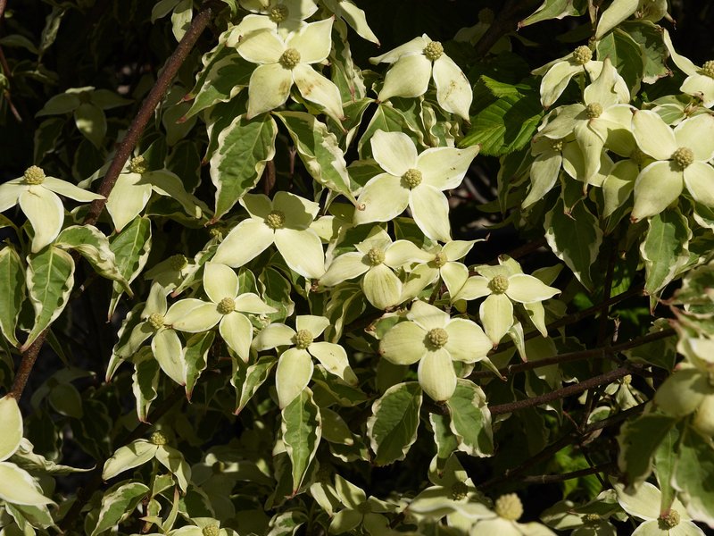 Kousa Dogwood photo 4