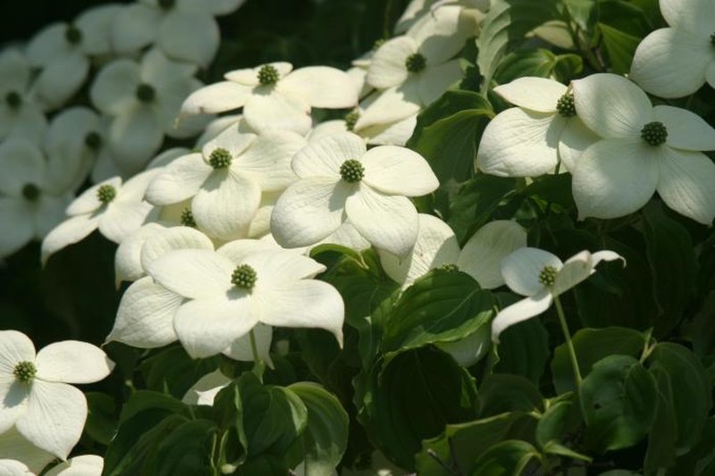 Kousa Dogwood photo 5