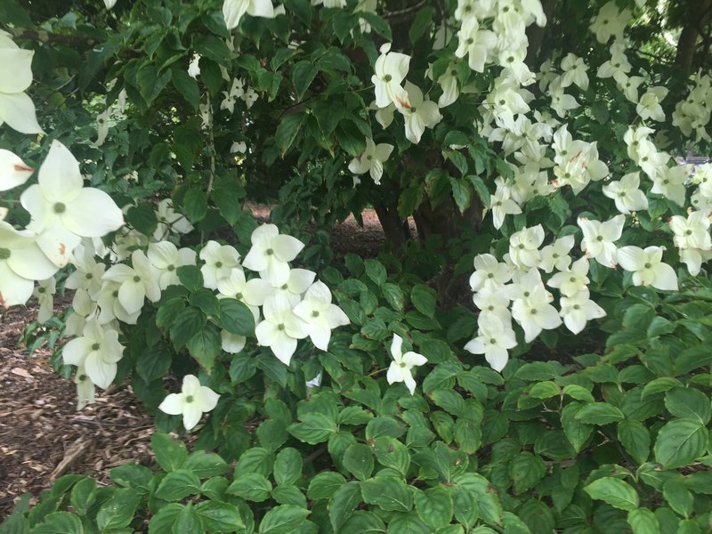 Kousa Dogwood photo 7
