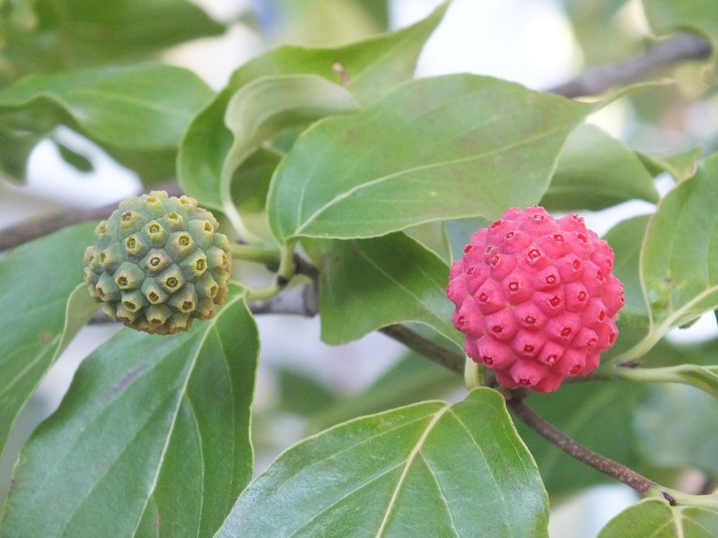 Kousa Dogwood photo 8