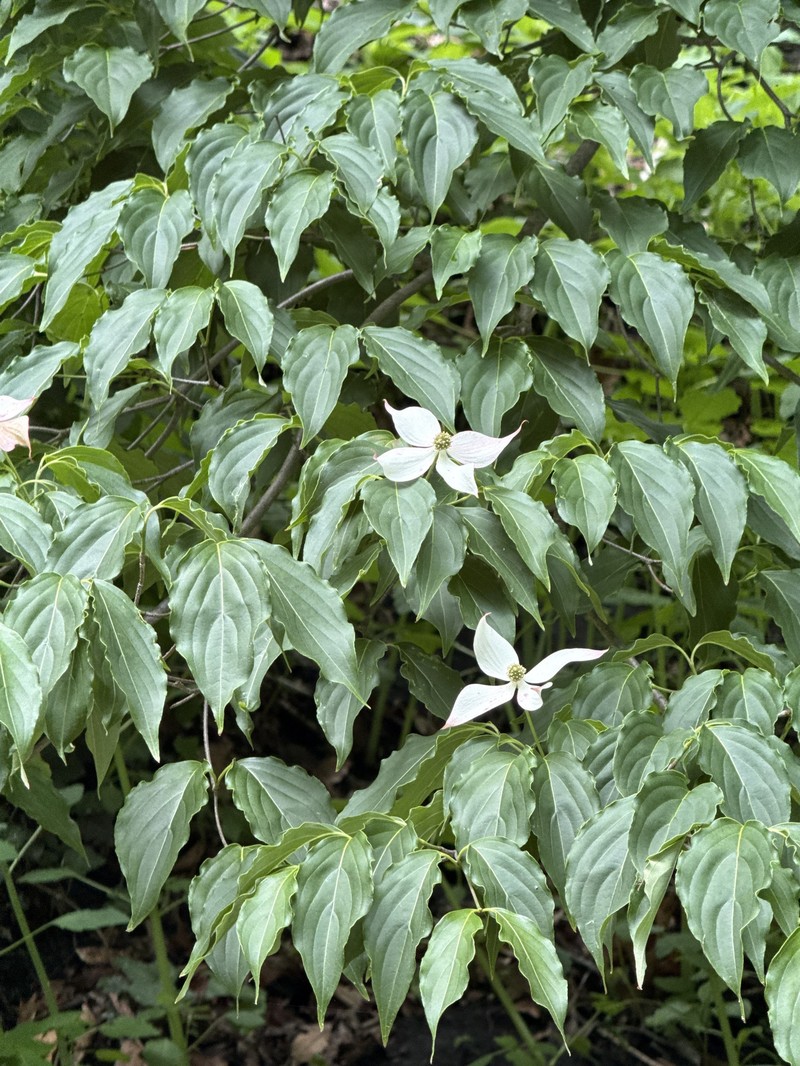 Cornus kousa subsp. chinensis photo 2