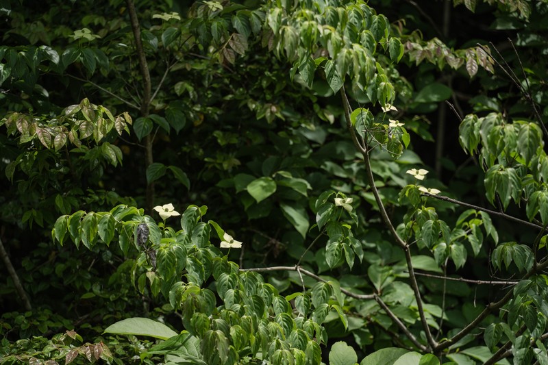 Cornus kousa subsp. chinensis photo 3