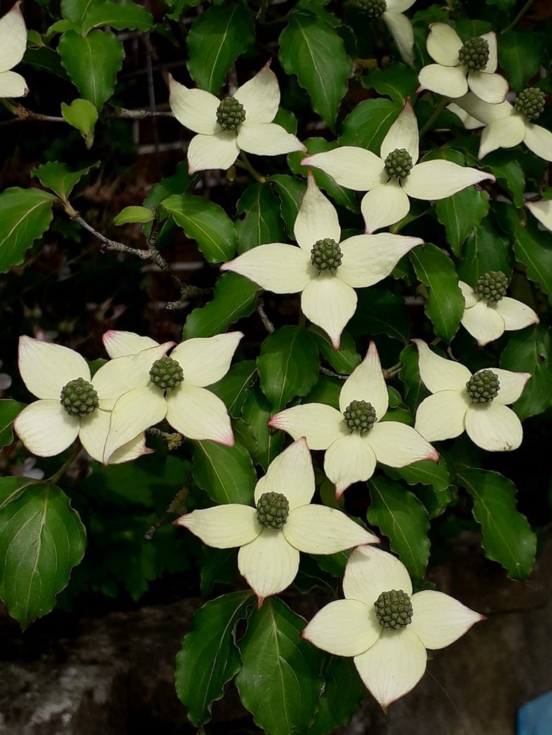 Cornus kousa subsp. chinensis photo 4