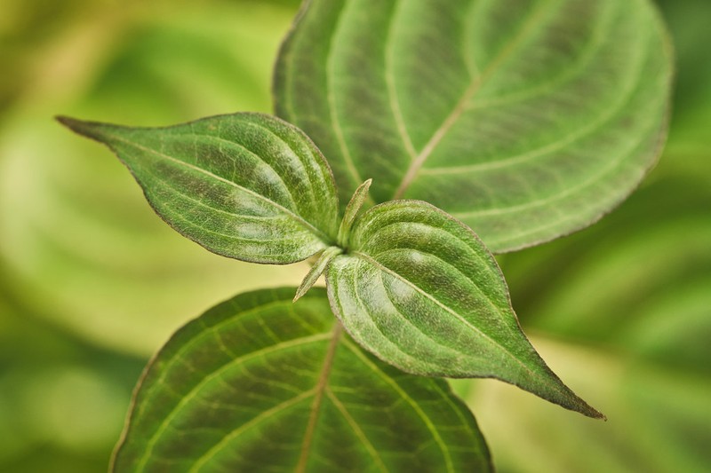 Cornus kousa subsp. chinensis photo 5