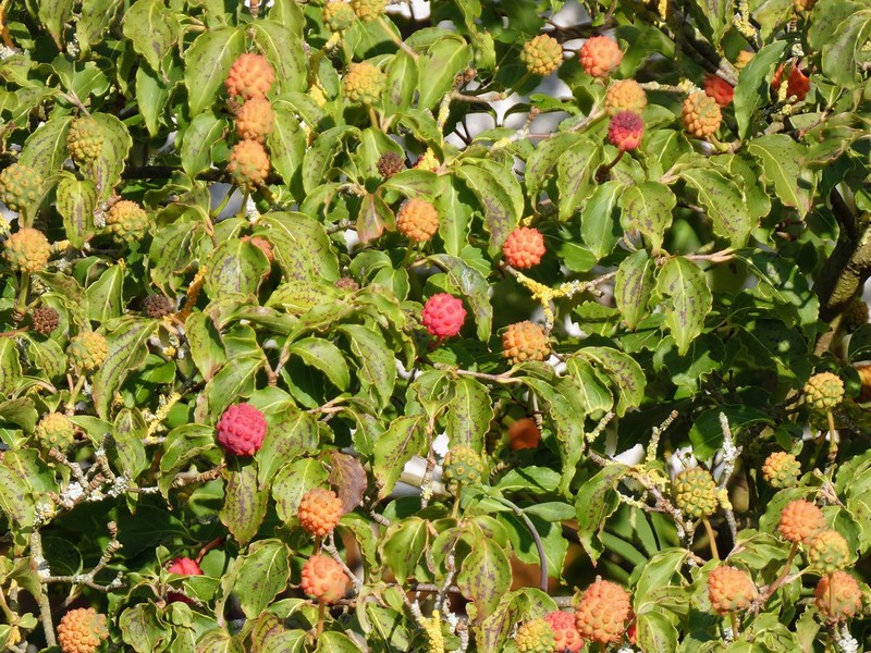 Cornus kousa subsp. chinensis photo 6