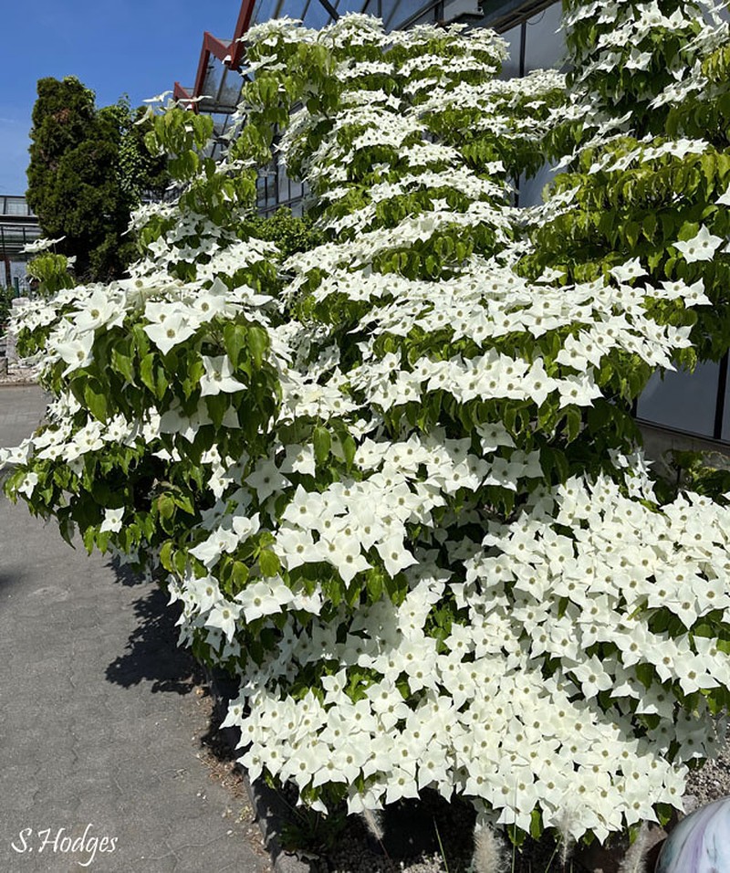 Cornus kousa subsp. chinensis photo 7