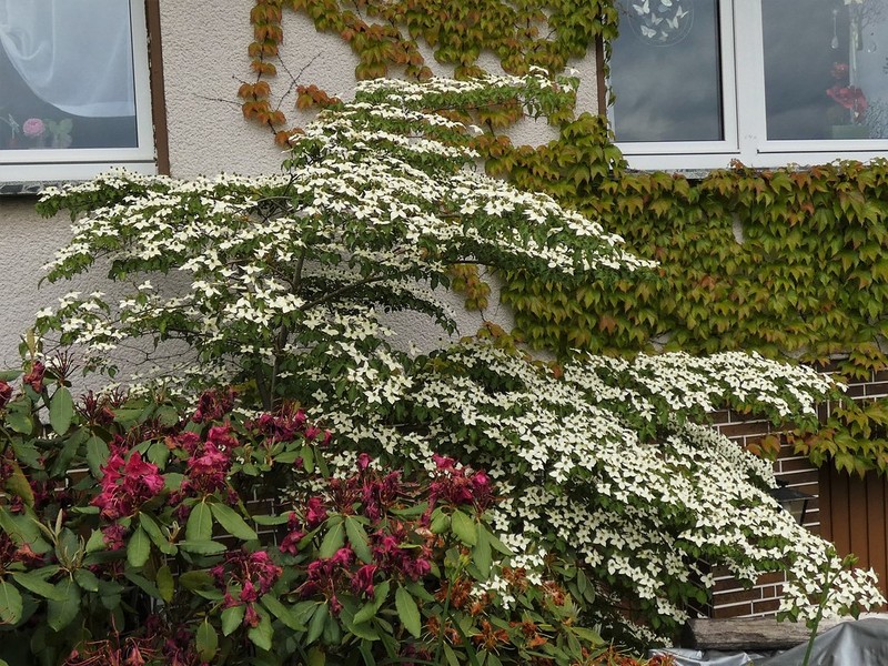 Cornus kousa subsp. chinensis photo 8