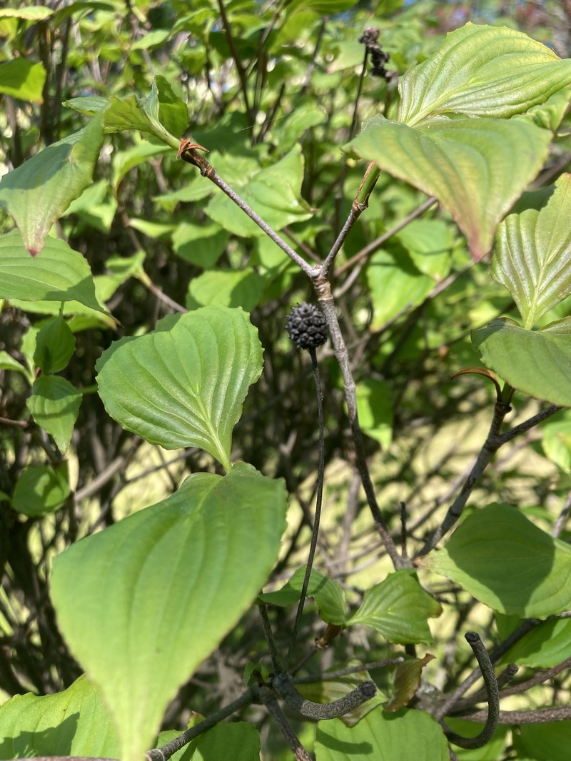 Cornus kousa subsp. kousa photo 2