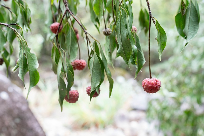 Cornus kousa subsp. kousa photo 3