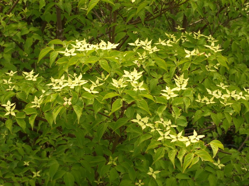 Cornus kousa subsp. kousa photo 4