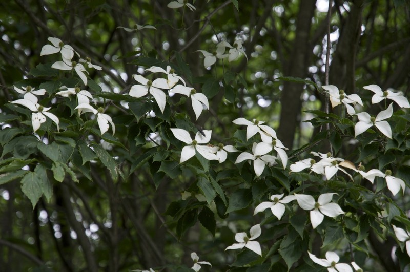 Cornus kousa subsp. kousa