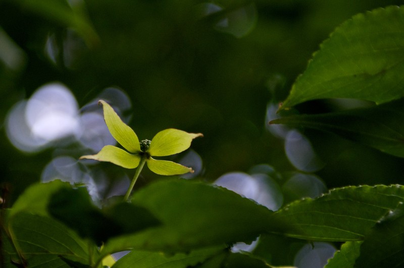 Cornus kousa subsp. kousa photo 5