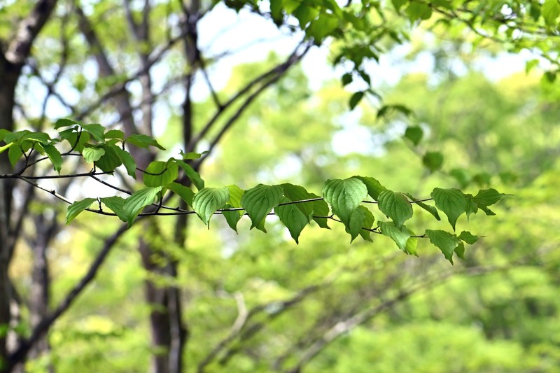 Cornus kousa subsp. kousa photo 6