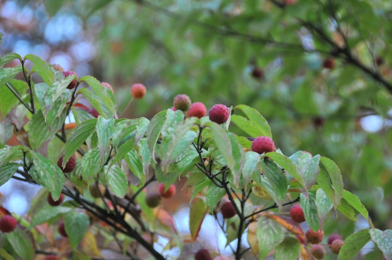 Cornus kousa subsp. kousa photo 8