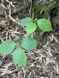 Cornus macrophylla