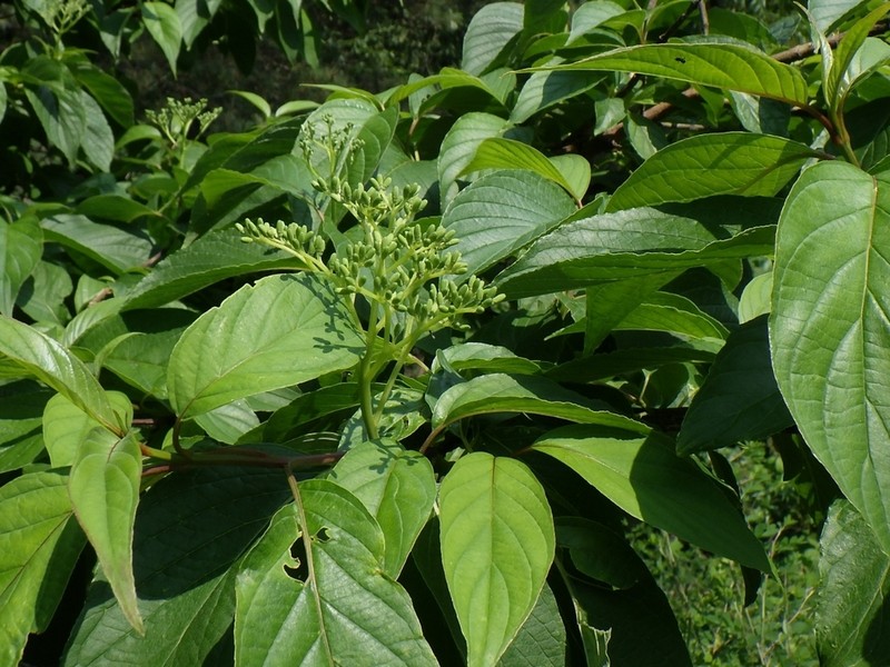 Cornus macrophylla photo 3