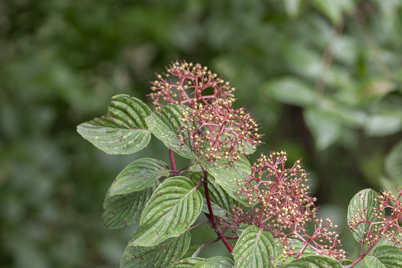 Cornus macrophylla photo 4