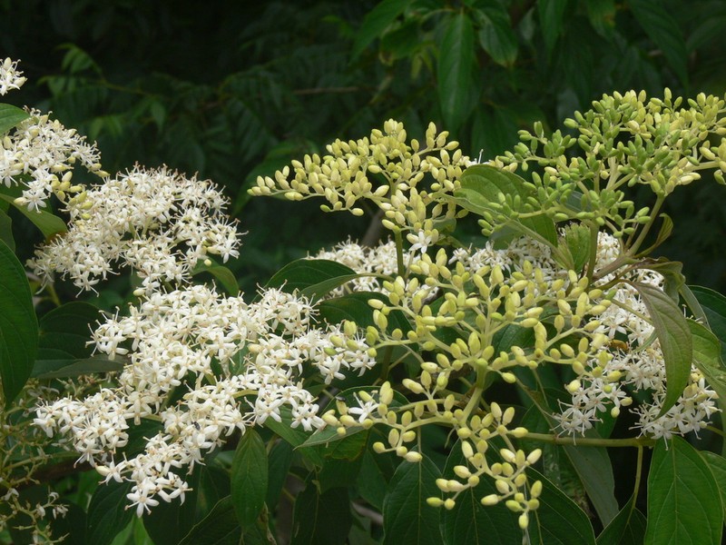 Cornus macrophylla photo 5