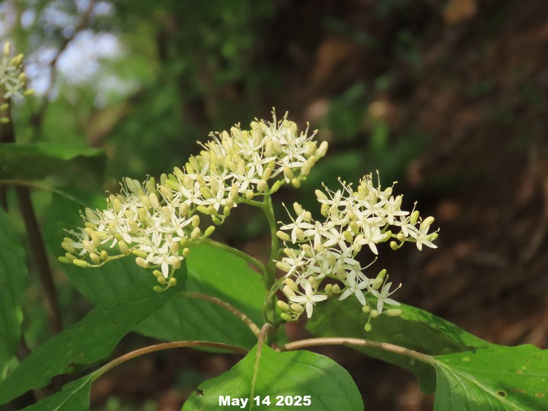 Cornus macrophylla photo 6
