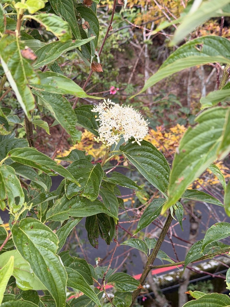 Cornus macrophylla photo 7