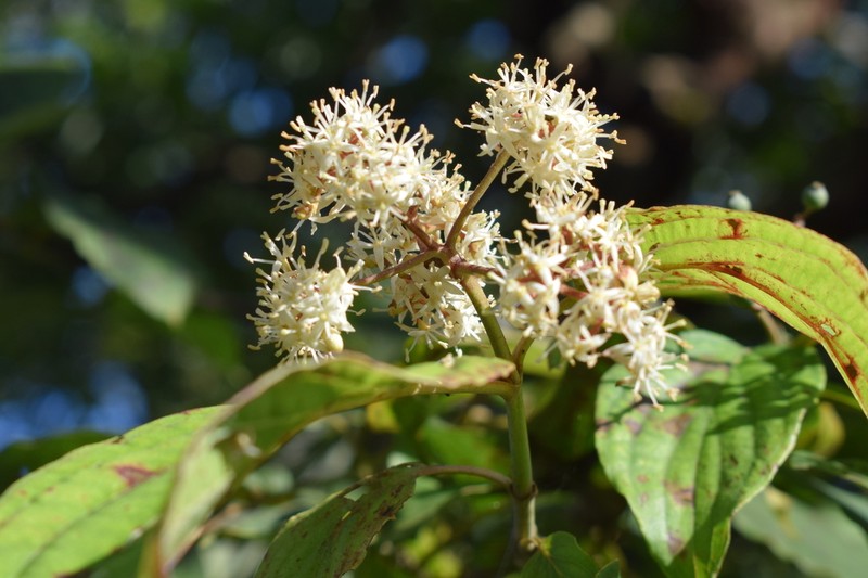 Cornus macrophylla photo 8