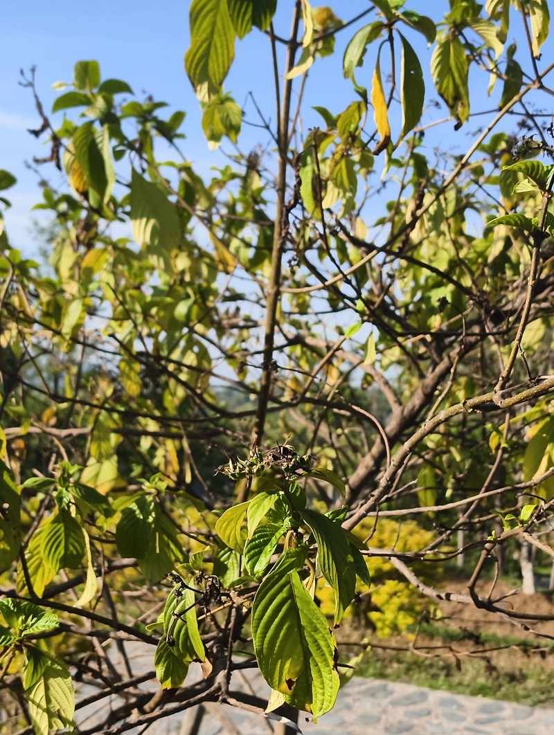 Cornus macrophylla var. macrophylla