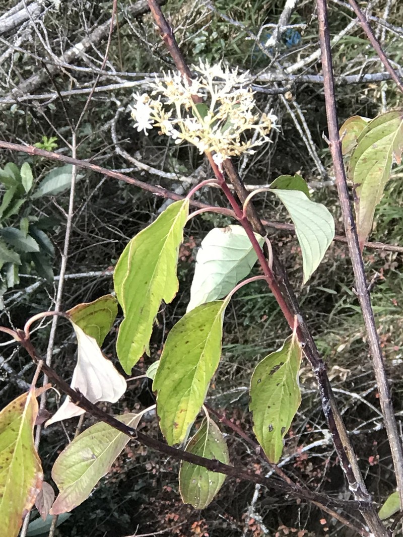 Cornus macrophylla var. macrophylla photo 2