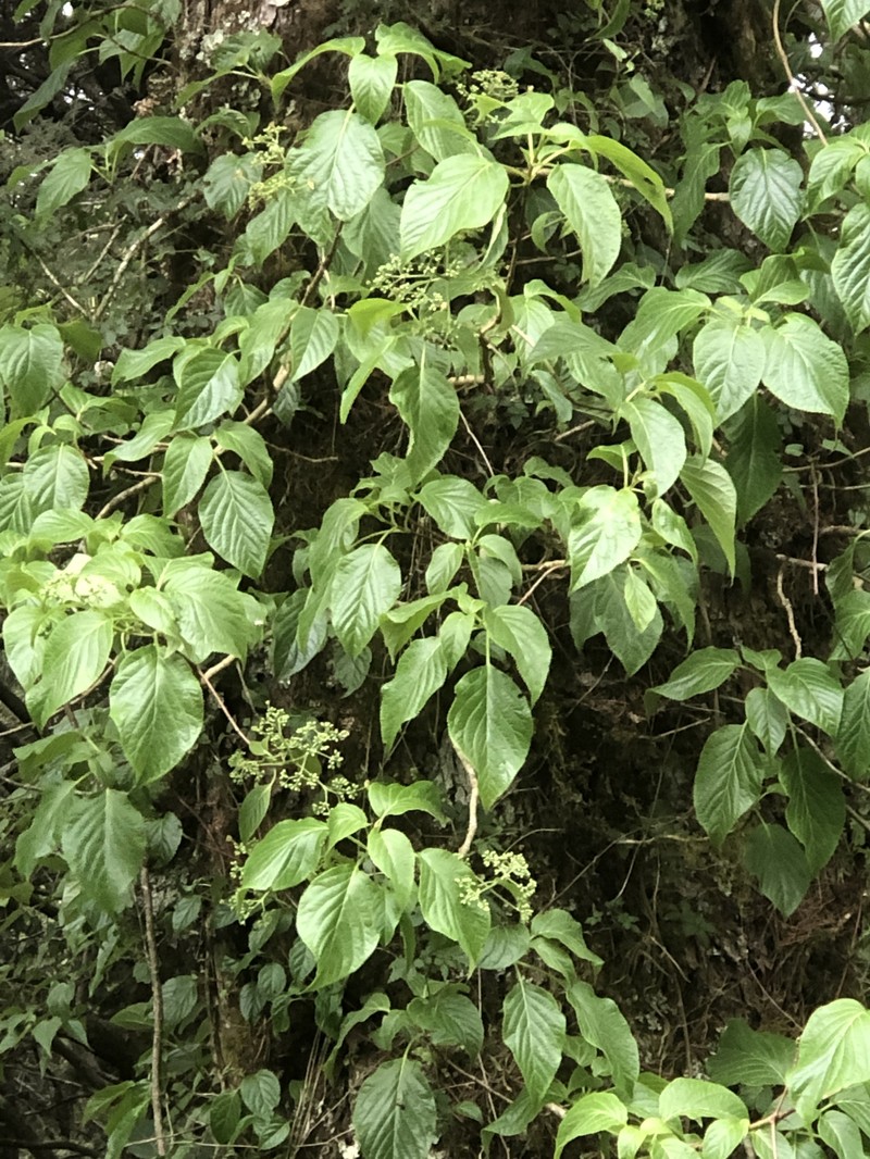 Cornus macrophylla var. macrophylla photo 3