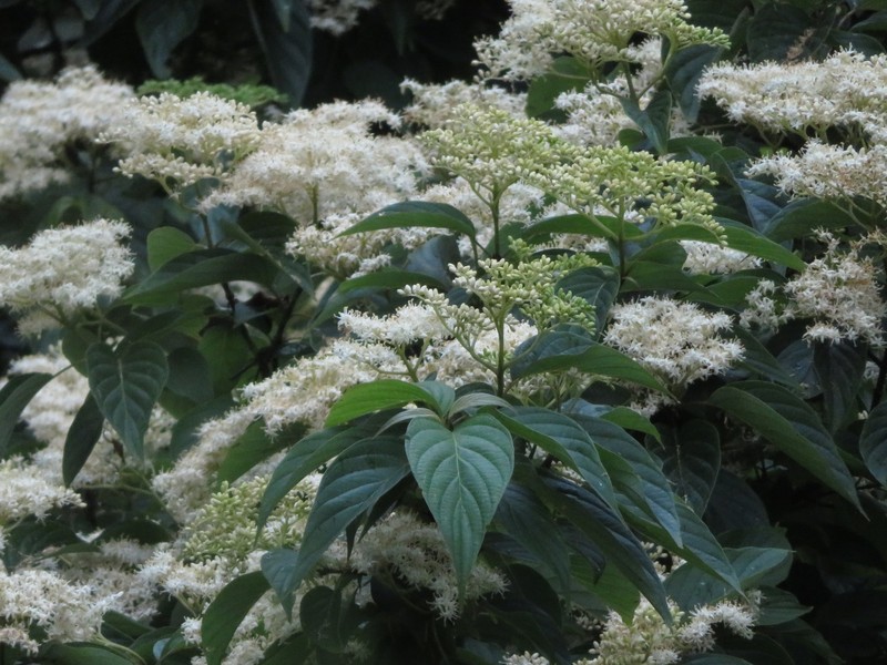 Cornus macrophylla var. macrophylla photo 4